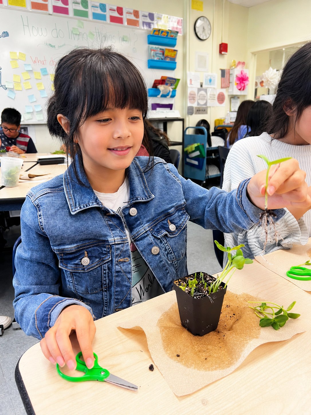 A smiling Boston student examining a sunflower seedling she grew, roots and all