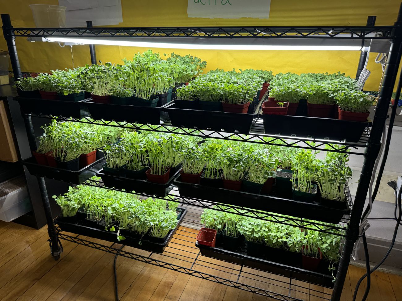 A BYFP grow lab packed with vibrant microgreens under lights in a Boston classroom